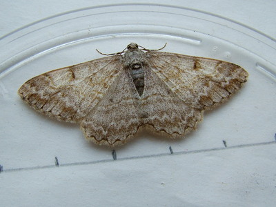 Mottled Beauty
